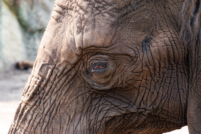 Close up of aged tattoo on skin showing how designs transform and evolve over years